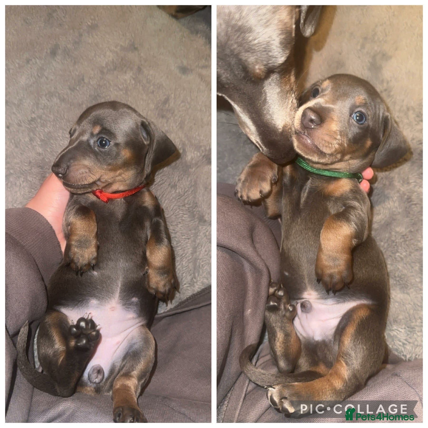 Dachshund dogs 2 blue and tan dachshund puppies  - Advert 8