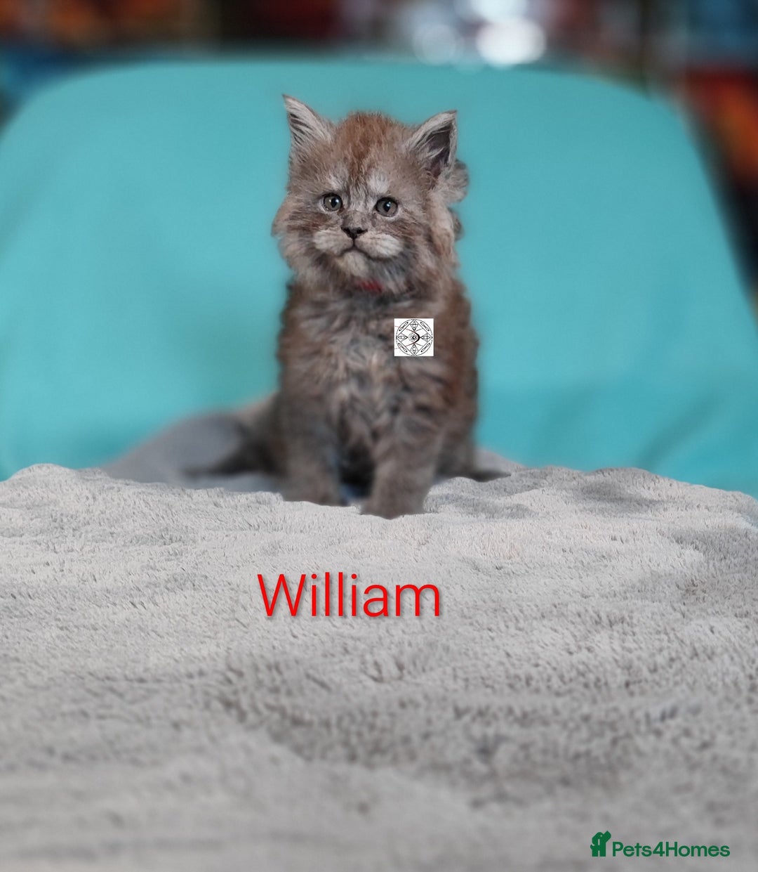 Maine Coon cats for sale: XXL beautiful Maine coon boy  - Advert 6