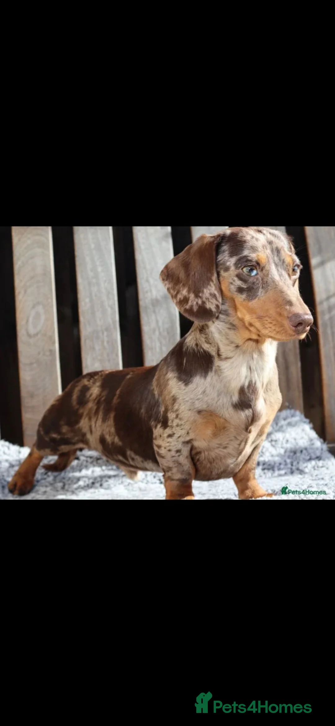 Miniature Dachshund dogs for sale: Gorgeous litter of miniature Dachshunds 🤎 - Advert 2