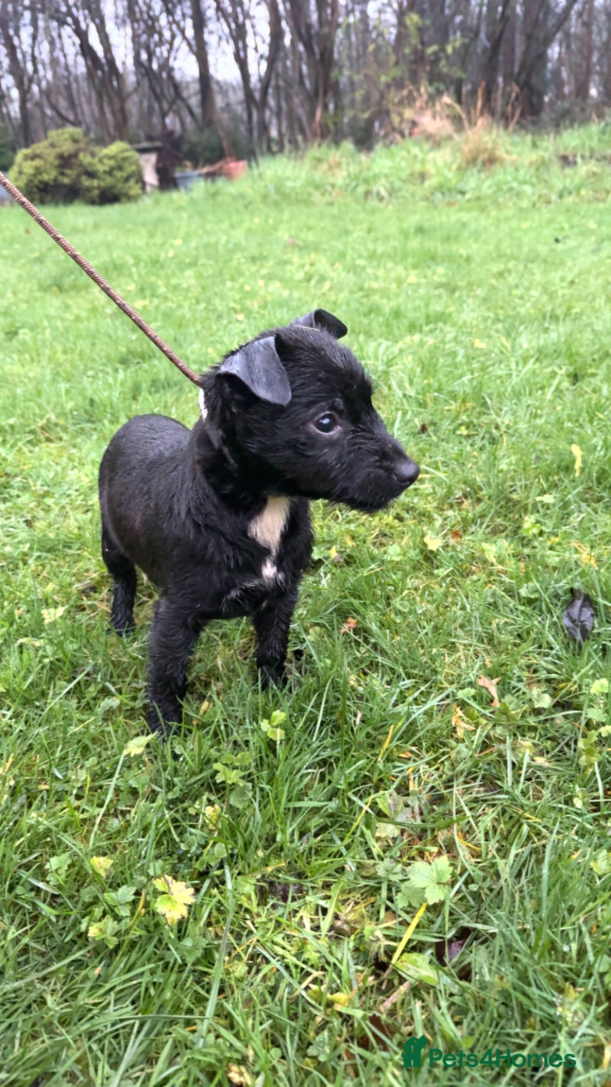 Patterdale Terrier dogs Paterdale bitch  - Advert 1