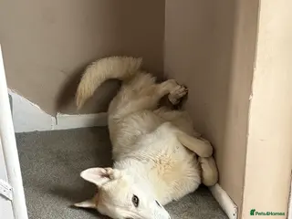 Shepsky dogs Mix breed - Advert 11