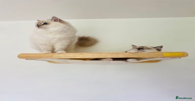Ragdoll cats - Advert 10