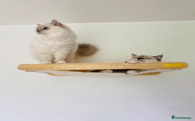 Ragdoll cats - Advert 1