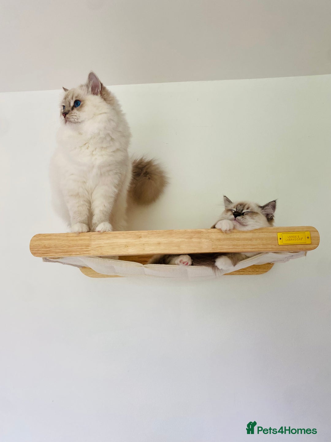 Ragdoll cats for sale: 💜GCCF Family Raised 💜 ragdoll kitten 🐾 - Image 2