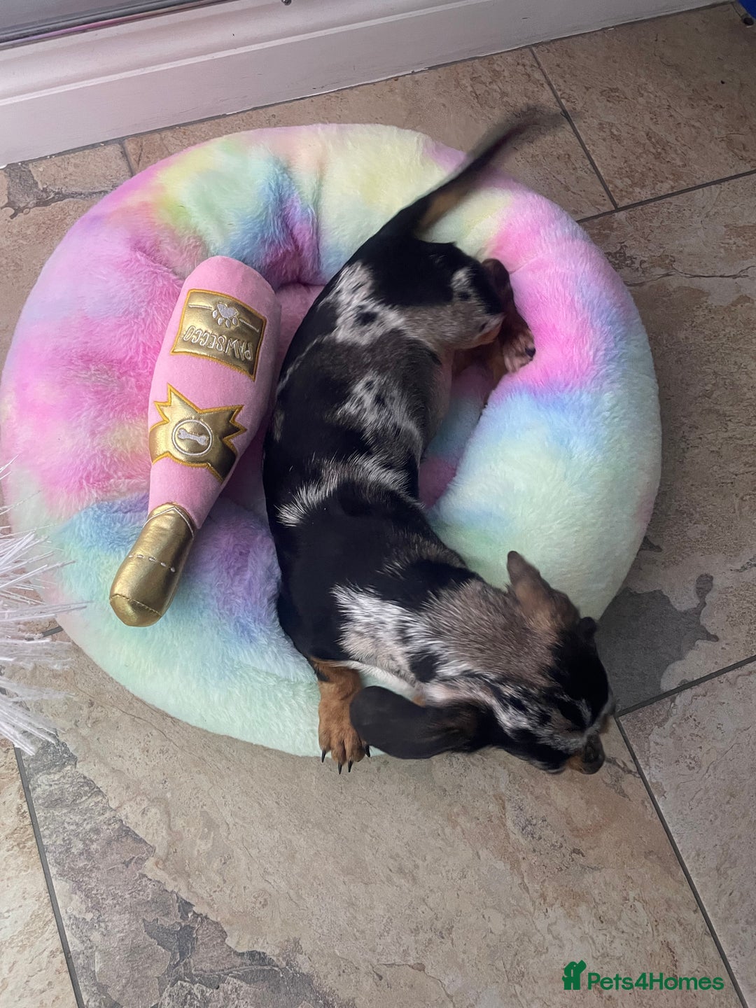 Miniature Dachshund dogs for sale: Beautiful 2 Blue Eyed Dapple Adult Female  - Image 7