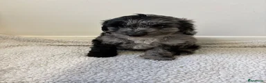 Cockapoo 2