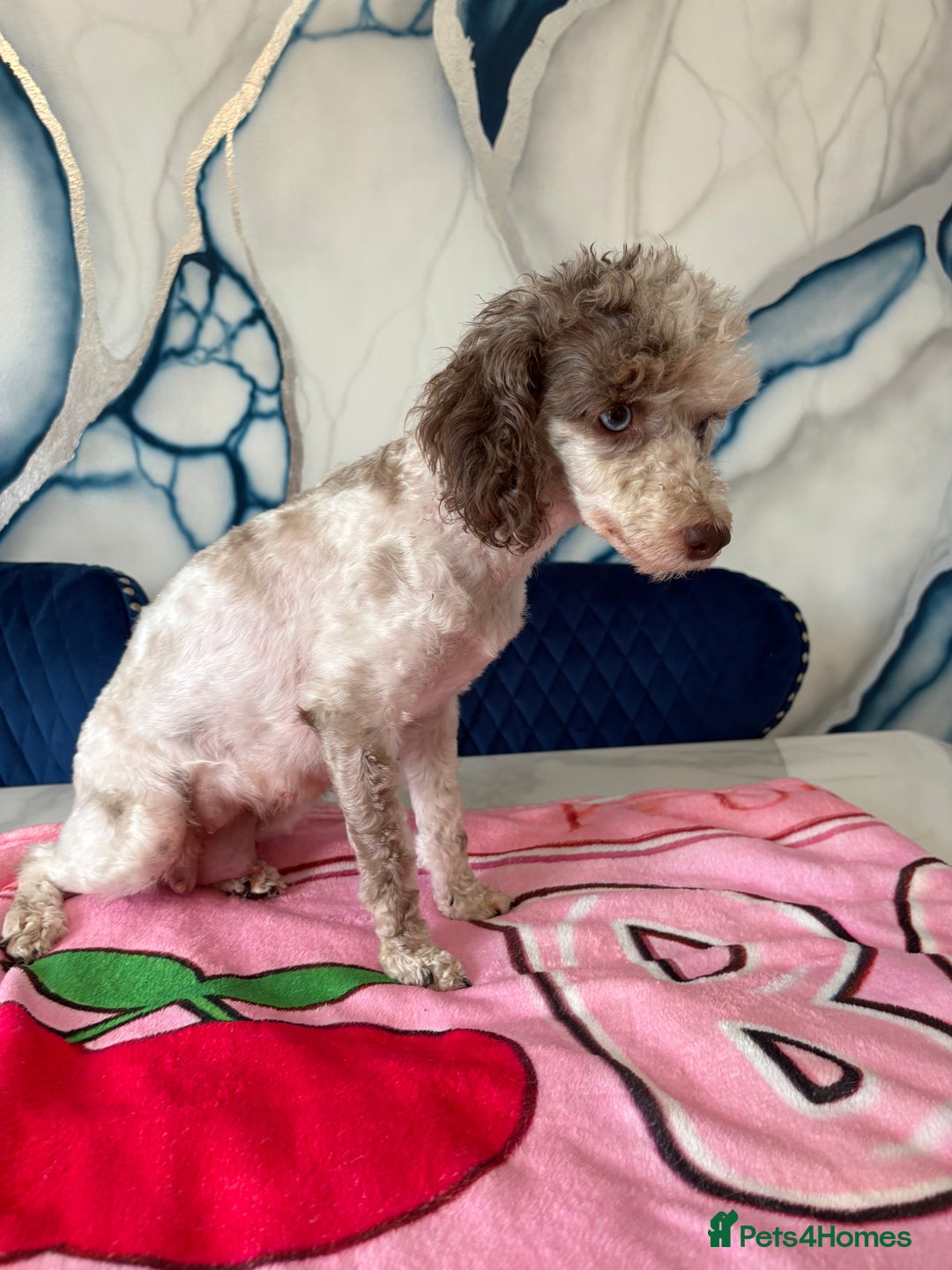 Toy Poodle dogs for sale: 1 Male & 1 Female Toy Poodle - Image 19