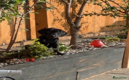 Mixed Breed dogs for sale: Gorgeous Black Poogledoodles Kid-Friendly Beauties - Image 1