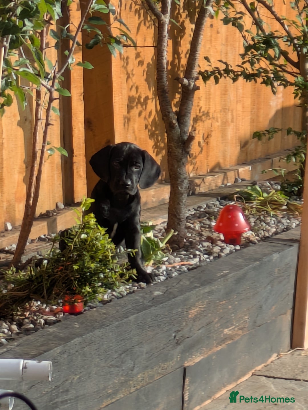 Mixed Breed dogs for sale: Gorgeous Black Poogledoodles Kid-Friendly Beauties - Image 1