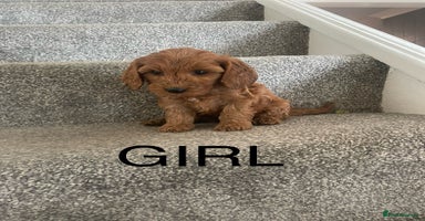 Cockapoo dogs - Advert 13