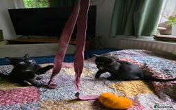 Ragdoll cats for sale: Beautiful black & white Ragdoll X kittens - Image 20