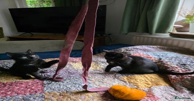 Ragdoll cats - Advert 1