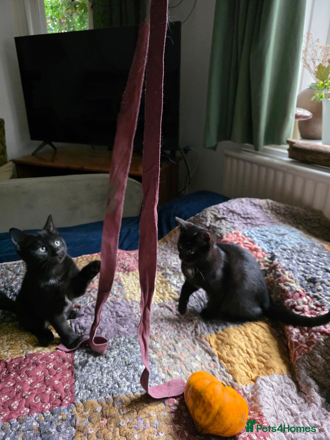 Ragdoll cats for sale: Beautiful black & white Ragdoll X kittens - Image 20