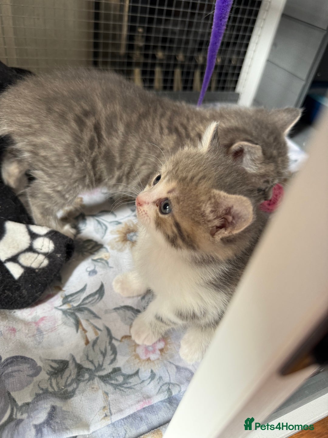 British Shorthair cats for sale: Half British shorthair for sale - Image 4