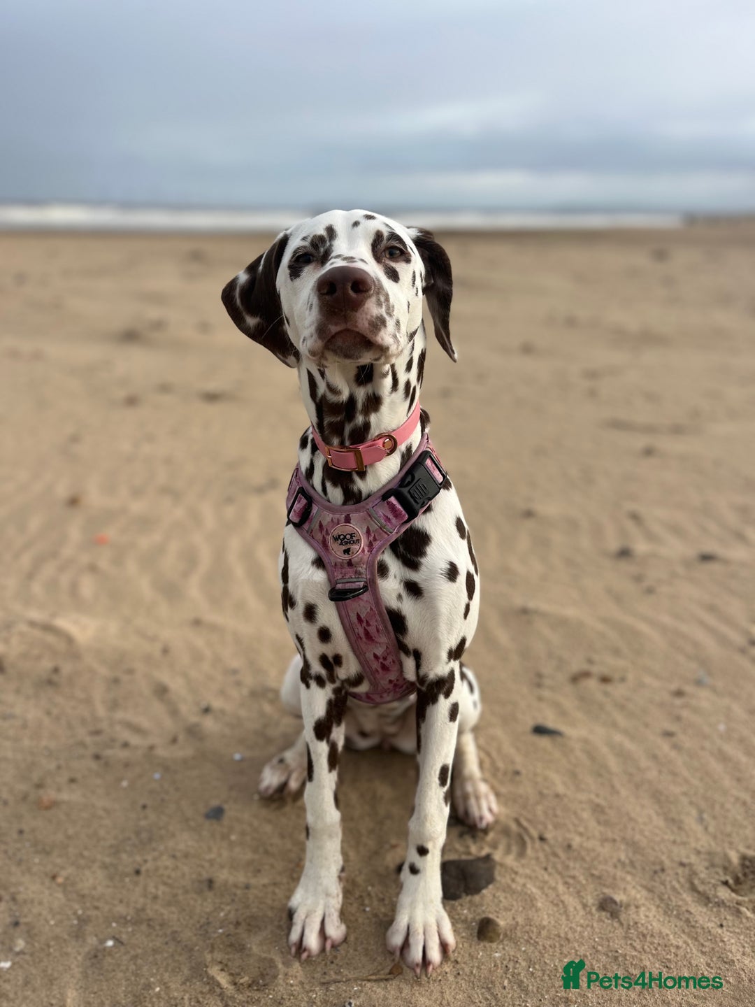 Dalmatian dogs for sale: River  - Advert 6
