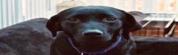 Labrador Retriever dogs for sale: Gorgeous litter of Labradors - Advert 1