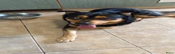 Mixed Breed dogs for stud: Zues  - Advert 1