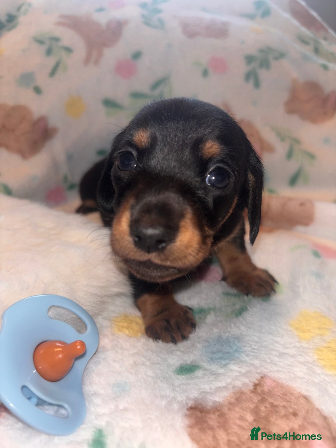 Miniature Dachshund dogs for sale: Dreamy miniature dachshunds  - Advert 17
