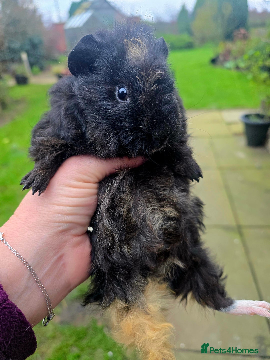 Guinea Pig rodents for sale: Female baby Guinea pig  - Advert 2