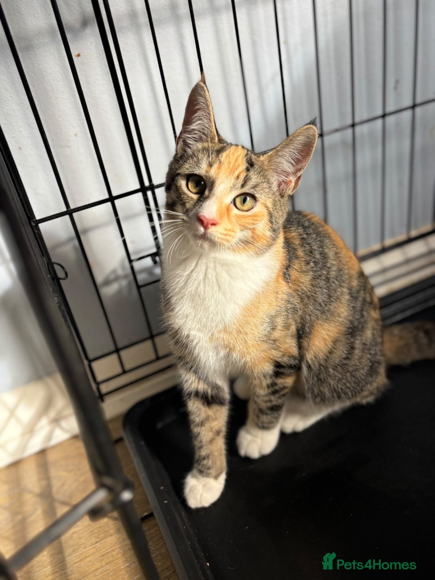 Domestic Shorthair cats Jake, Toffee & Caramel - Adopt Cats in Crisis  - Advert 12