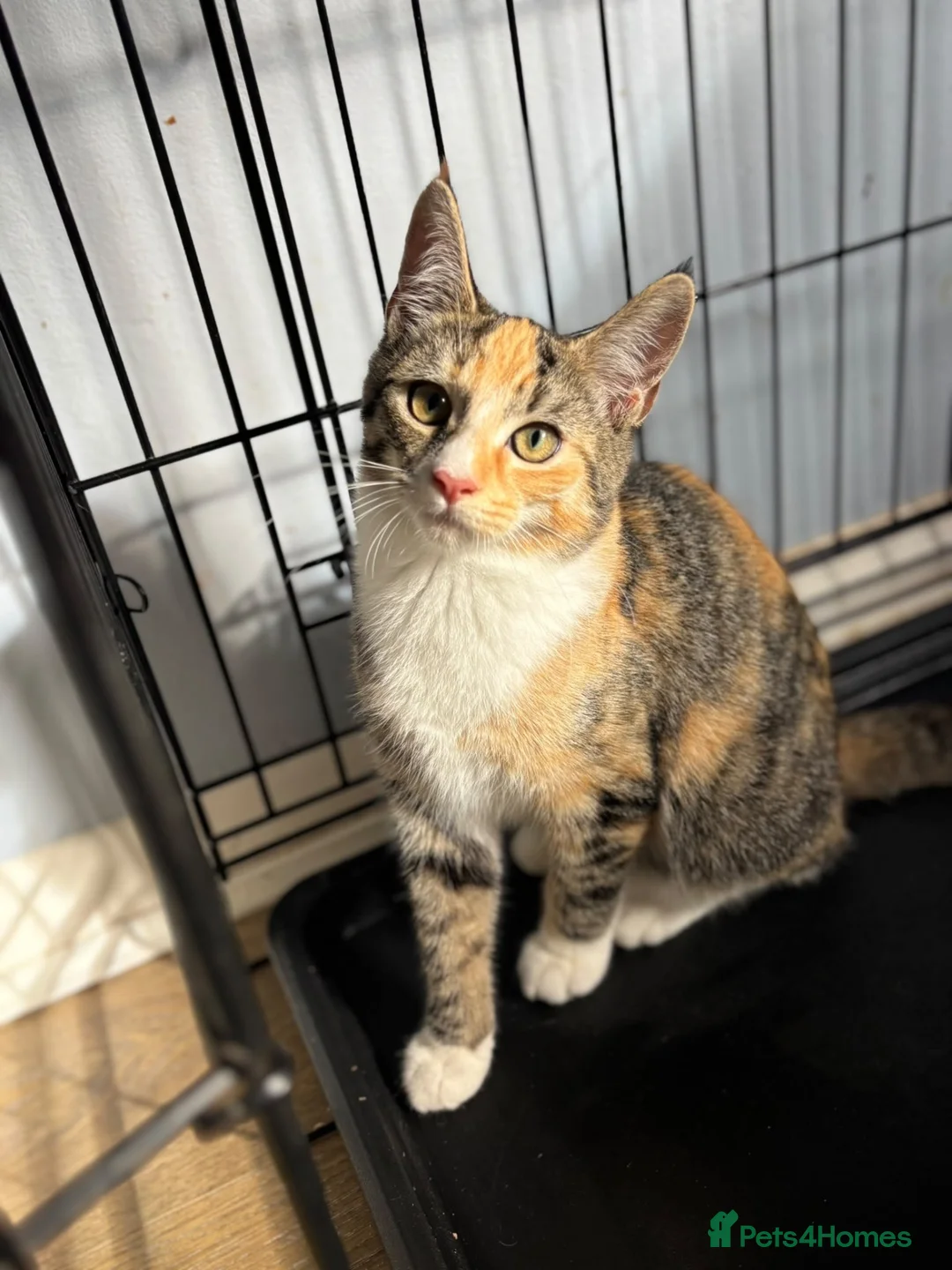 Domestic Shorthair cats for adoption: Jake, Toffee & Caramel - Adopt Cats in Crisis  - Advert 1