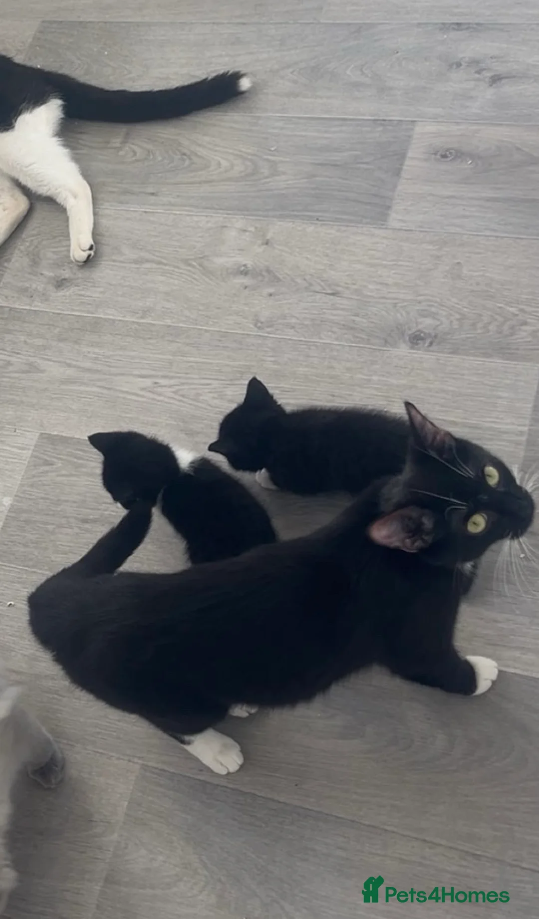 British Shorthair cats for sale: female in Birkenhead - Advert 3