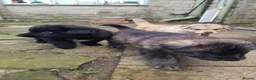 German Shepherd dogs for sale: 3 Beautiful German Shepherd Puppies - Advert 4