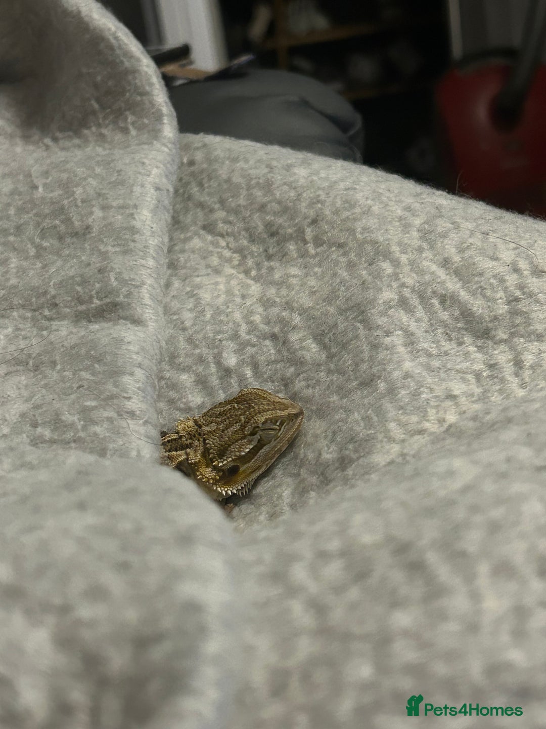 Bearded Dragon reptiles for sale: 6month old bearded dragon  - Advert 2