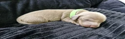 Miniature Dachshund dogs for sale: 💎 TOP QUALITY KC REG & PRA CLR MINI DACHSHUNDS💎 - Advert 11