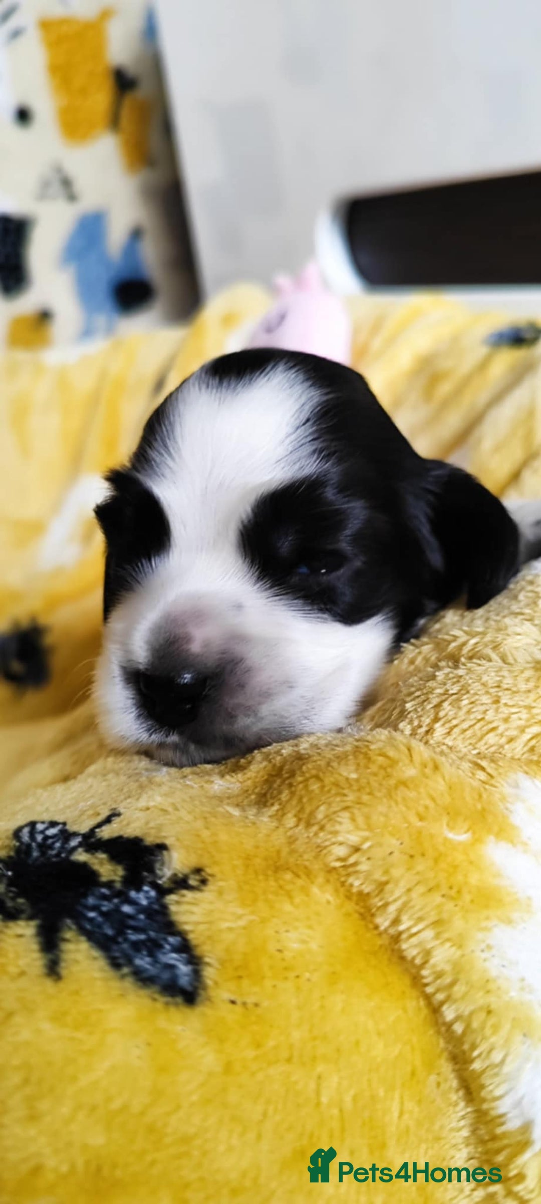 Cocker Spaniel dogs for sale: KC English Show Type Cocker Spaniel Puppies  - Image 30