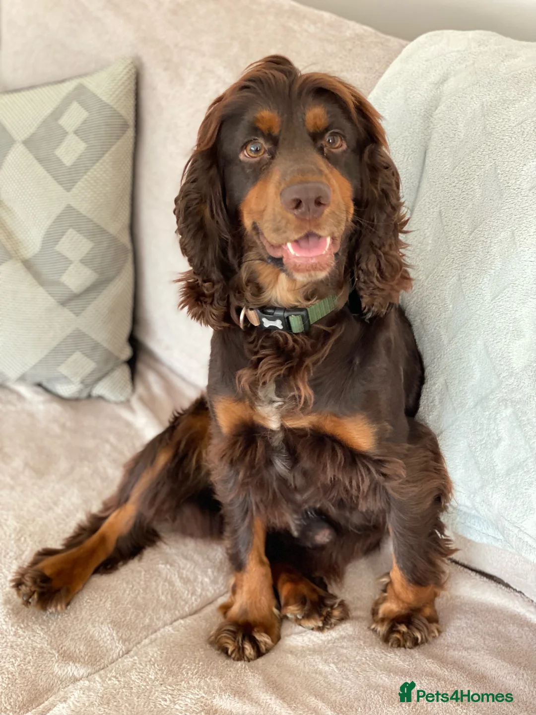 Cocker Spaniel dogs for sale: Ready now Kc registered Cocker puppies  - Advert 26