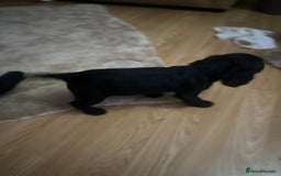 Cockalier dogs for sale: Cockier  - Advert 4