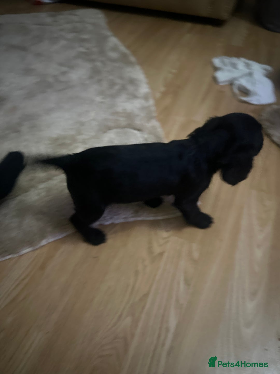 Cockalier dogs for sale: Cockier  - Advert 4