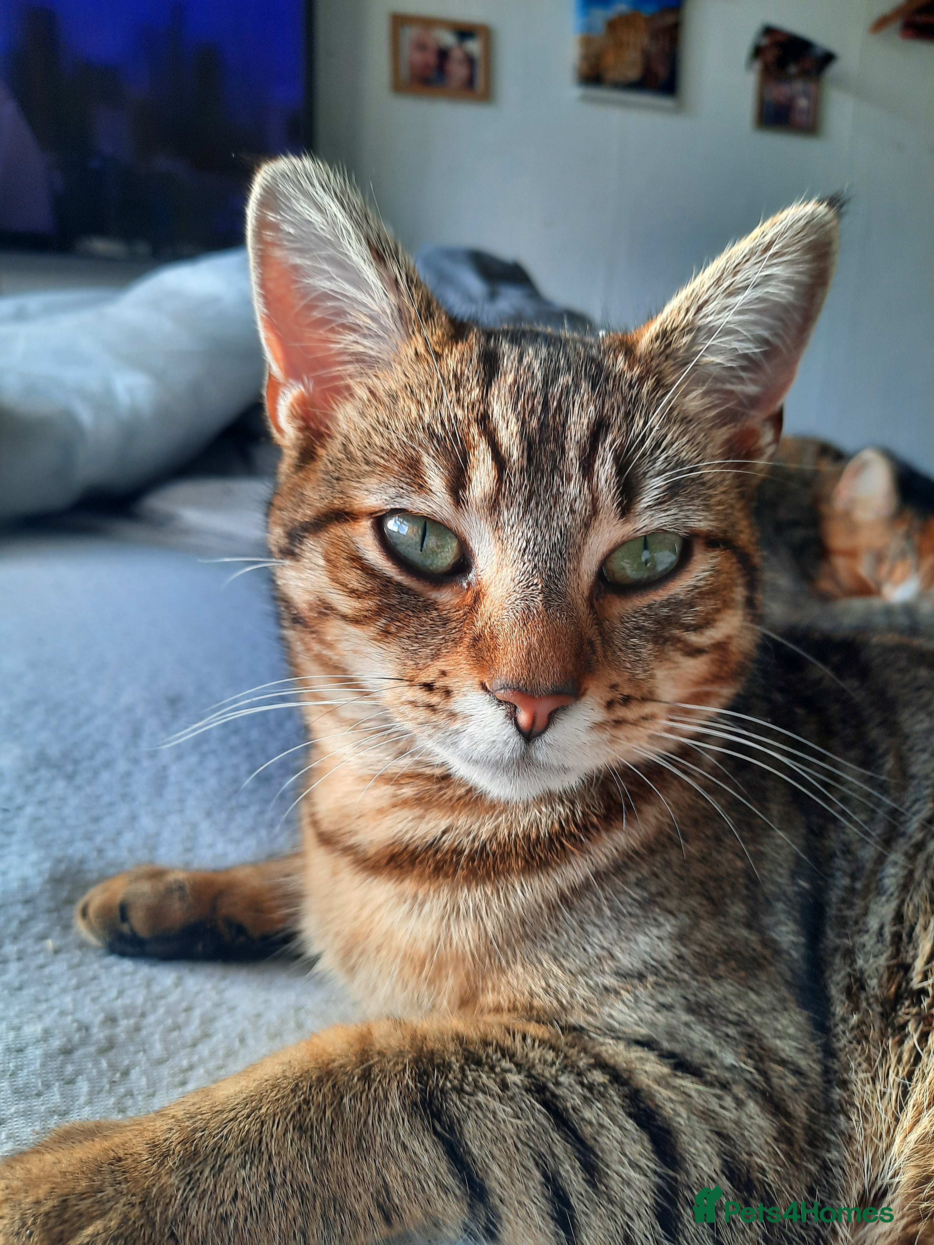 Mixed Breed cats Cats for free in Dinas Powys - Advert 1