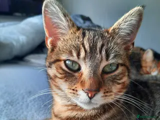 Mixed Breed cats Cats for free in Dinas Powys - Advert 1