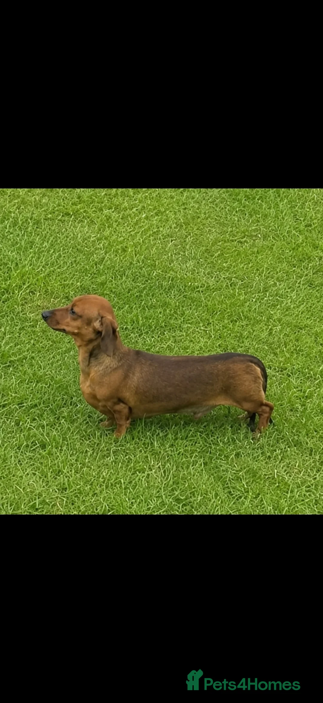 Miniature Dachshund dogs for sale: Miniature dachshund  in Huntingdon - Advert 2