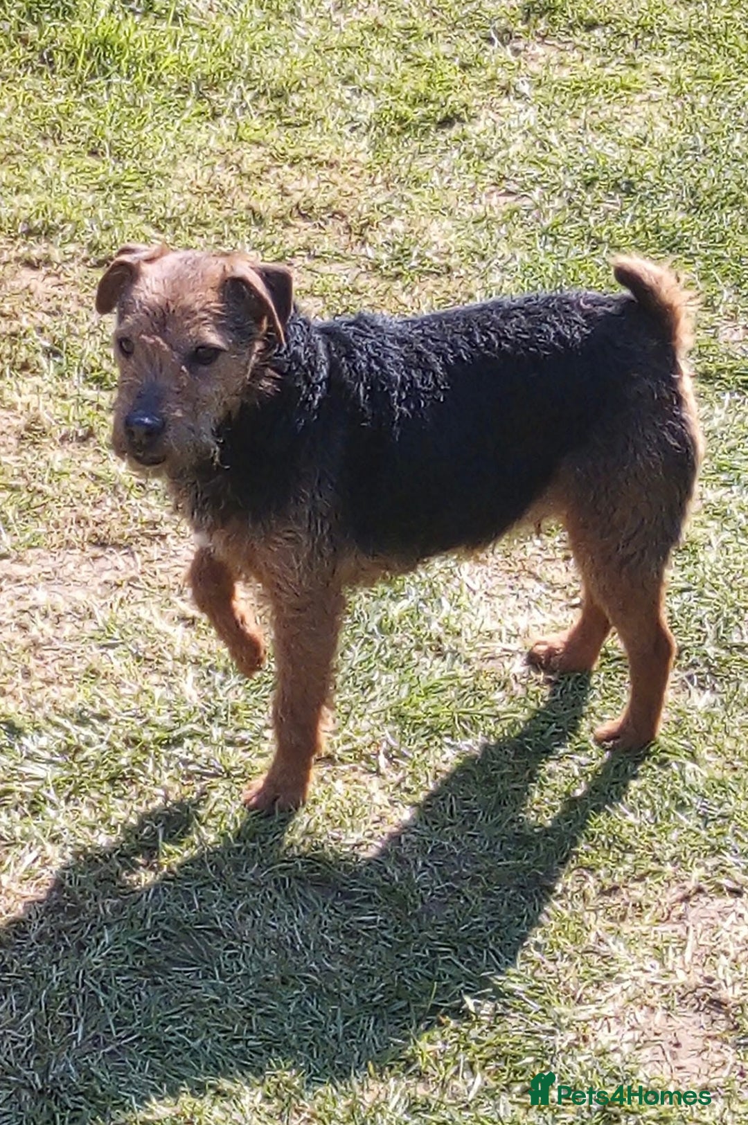 Lakeland Terrier dogs for sale: Working type Lakeland terrier’s puppies  - Image 11
