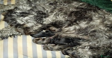 Cockapoo dogs - Advert 13