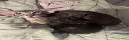 Oriental cats for sale: Oriental boy 11 months old - Advert 9