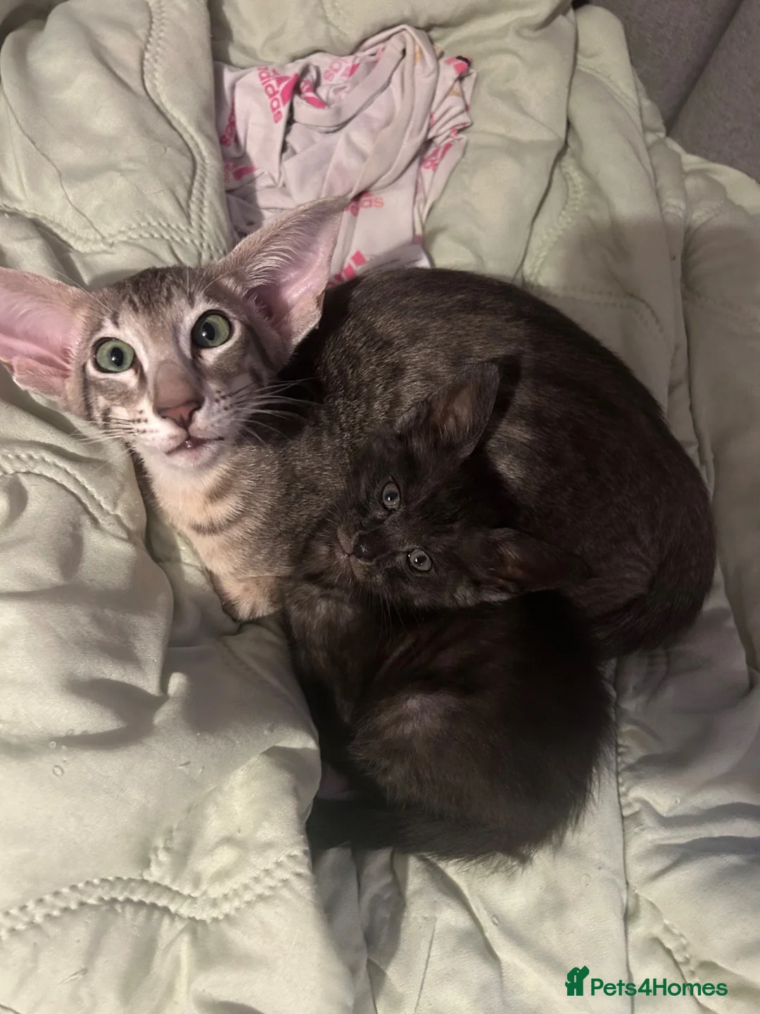 Oriental cats for sale: Oriental boy 11 months old - Advert 9