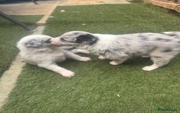 Border Collie dogs for sale: Fluffy long coat Blue merle border collie puppies - Image 24