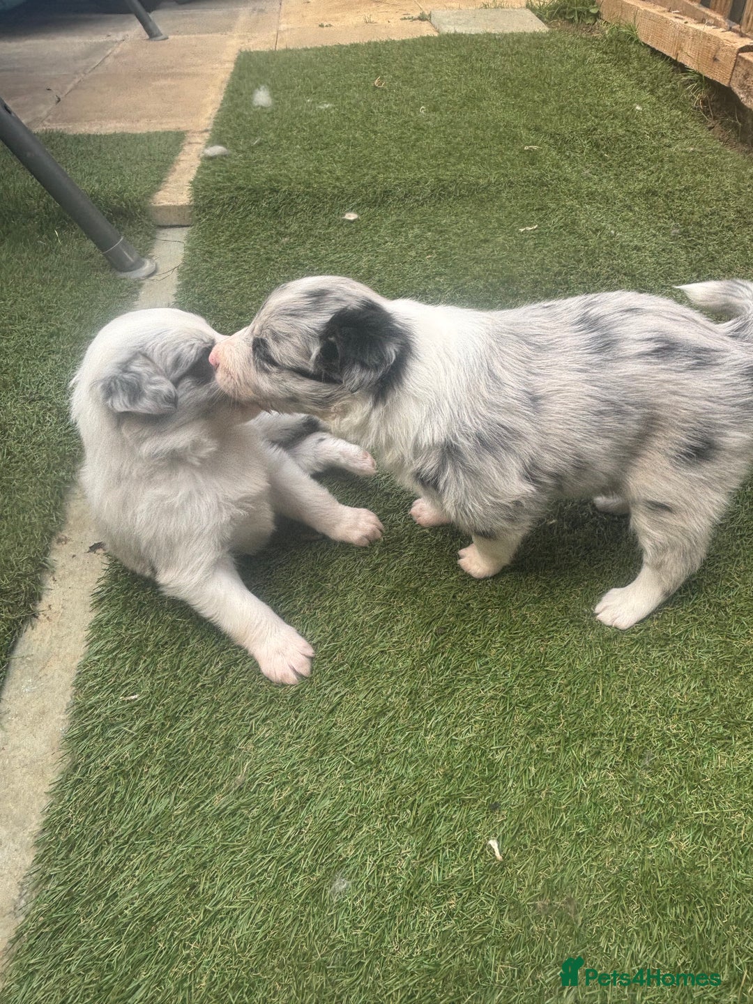 Border Collie dogs for sale: Fluffy long coat Blue merle border collie puppies - Image 24