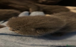 British Shorthair cats for sale: Pure British shorthair kittens  - Advert 4