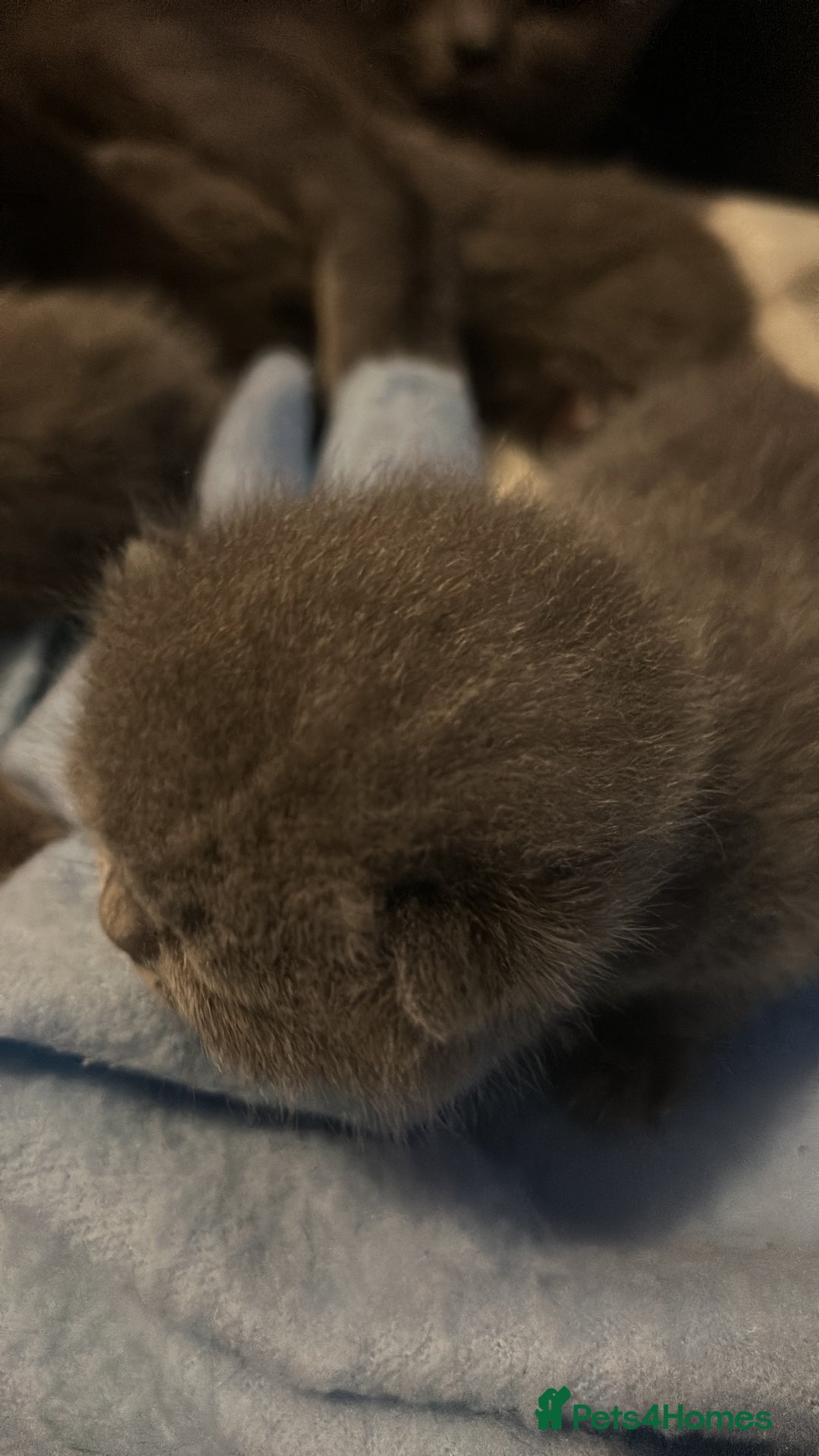 British Shorthair cats for sale: Pure British shorthair kittens  - Advert 4