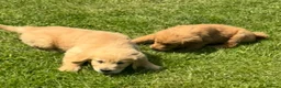 Mini Goldendoodle dogs for sale:   Like owning a miniature fluffy Golden Retriever - Advert 22