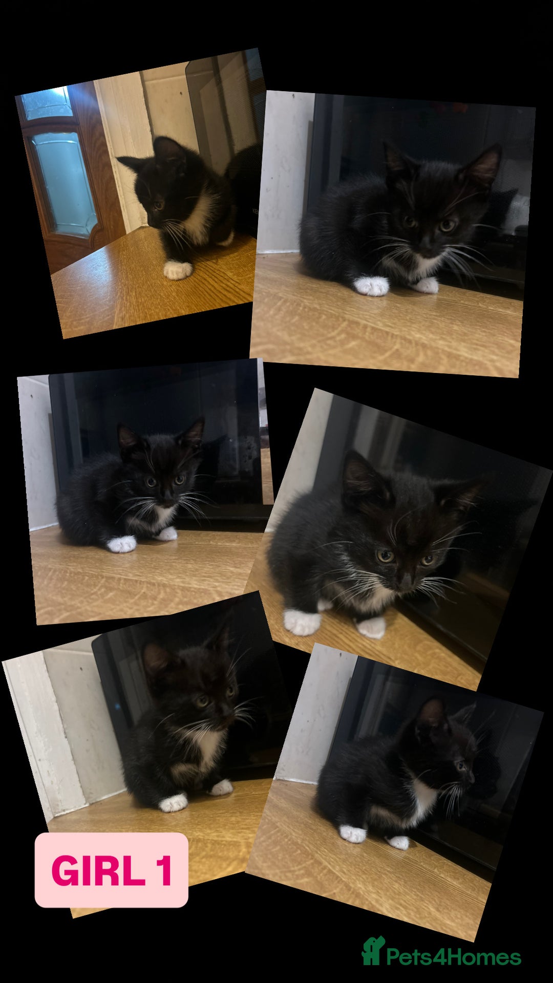 Korat cats for sale: 3 beautiful kittens for sale!!! - Advert 3