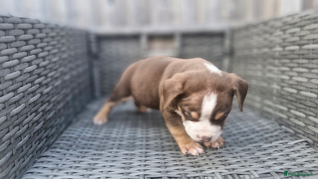 American Bully dogs for sale: Pocket bully bitch and male - Image 4