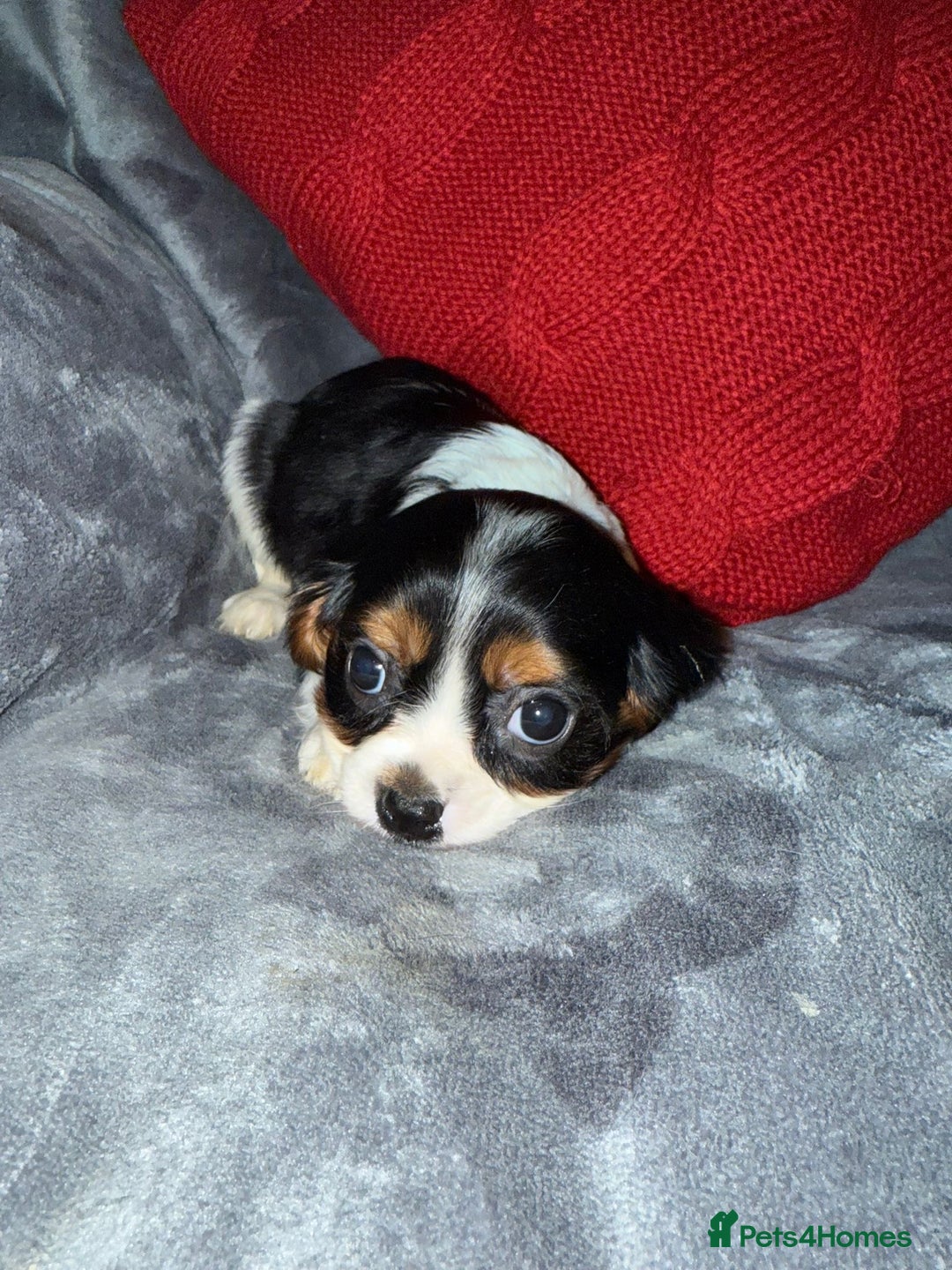 Cavalier King Charles Spaniel dogs for sale: 💙🩵Stunning Tri cavalier Boys 💙🩵 - Advert 6