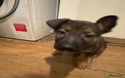 German Shepherd dogs for sale: Last boy left!Price negotiable ready to go ! £600 - Image 9