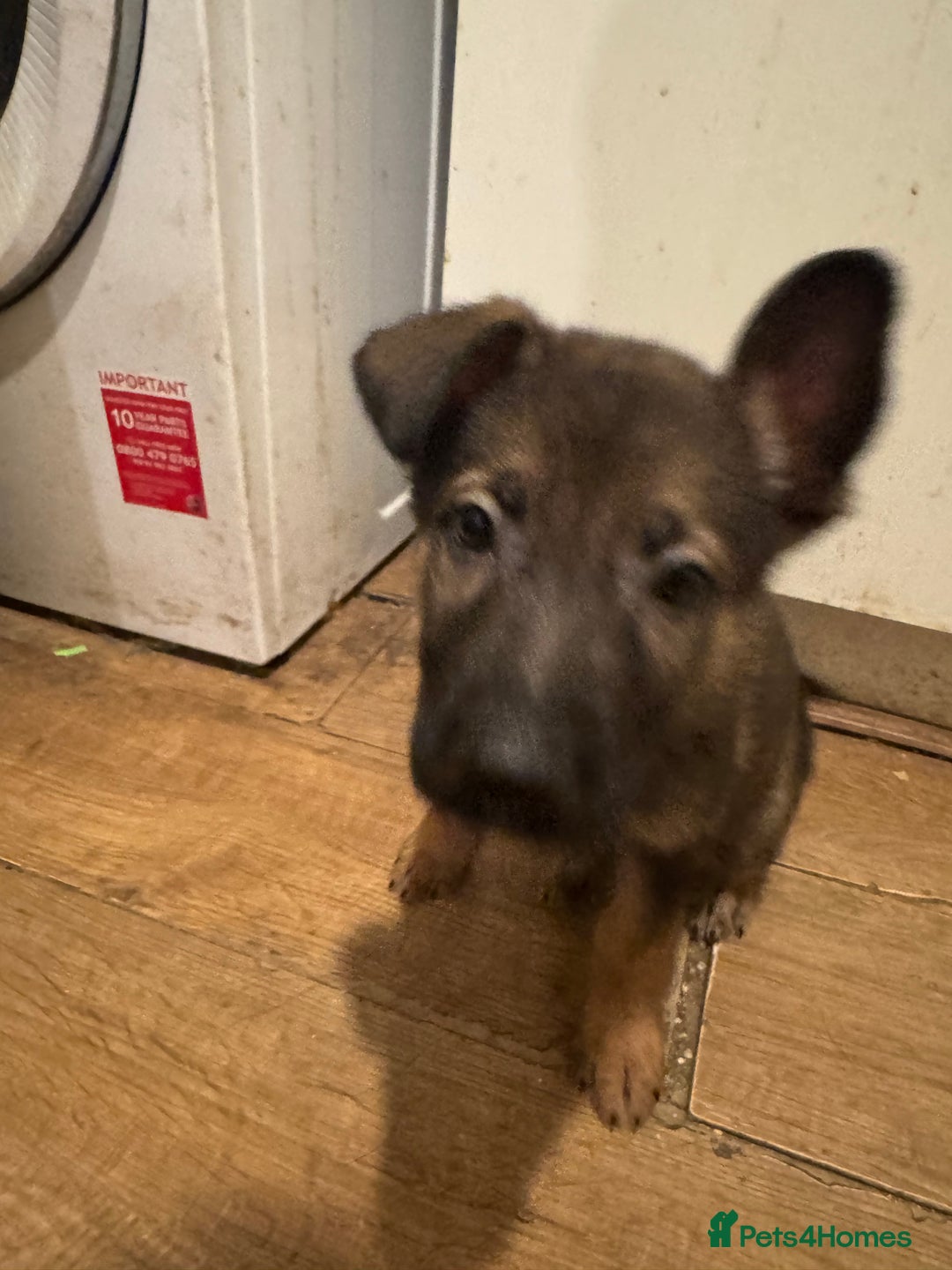 German Shepherd dogs for sale: Last boy left!Price negotiable ready to go ! £600 - Image 9